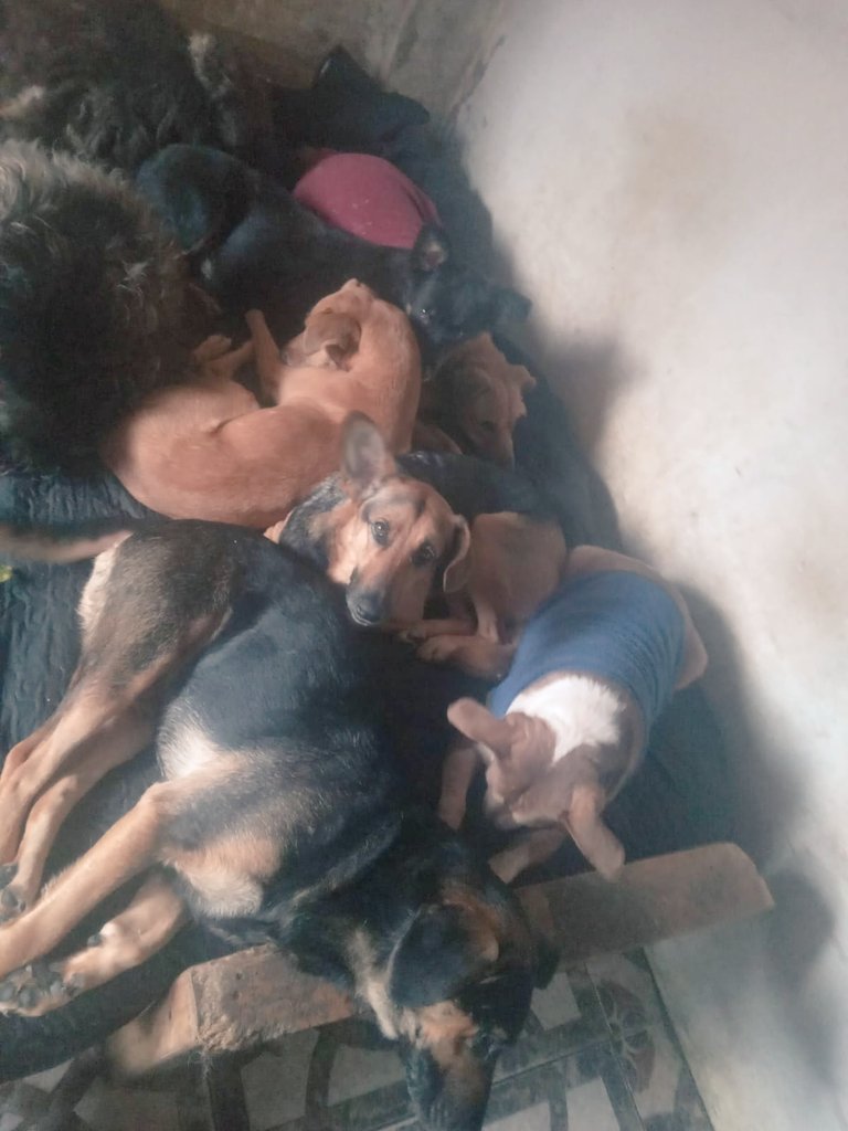 URGENTE POR FAVOR AYUDA!!
 NO TENGO MAS ALIMENTOS 
🥺🙏🐾TENGO MUCHOS RESCATADOS QUE ESPERAN SU COMIDA DIARIA 
MADRINAS Y PADRINOS PARA QUE TODOS ELLOS PUEDAN COMER!
TODO MUY CARO SE HACE MUY DIFÍCIL SIN AYUDA 

ALIAS MISUPERAMIGOFIEL 
ALIAS MISUPERAMIGOFIELOK 
BRENDA MEDINA