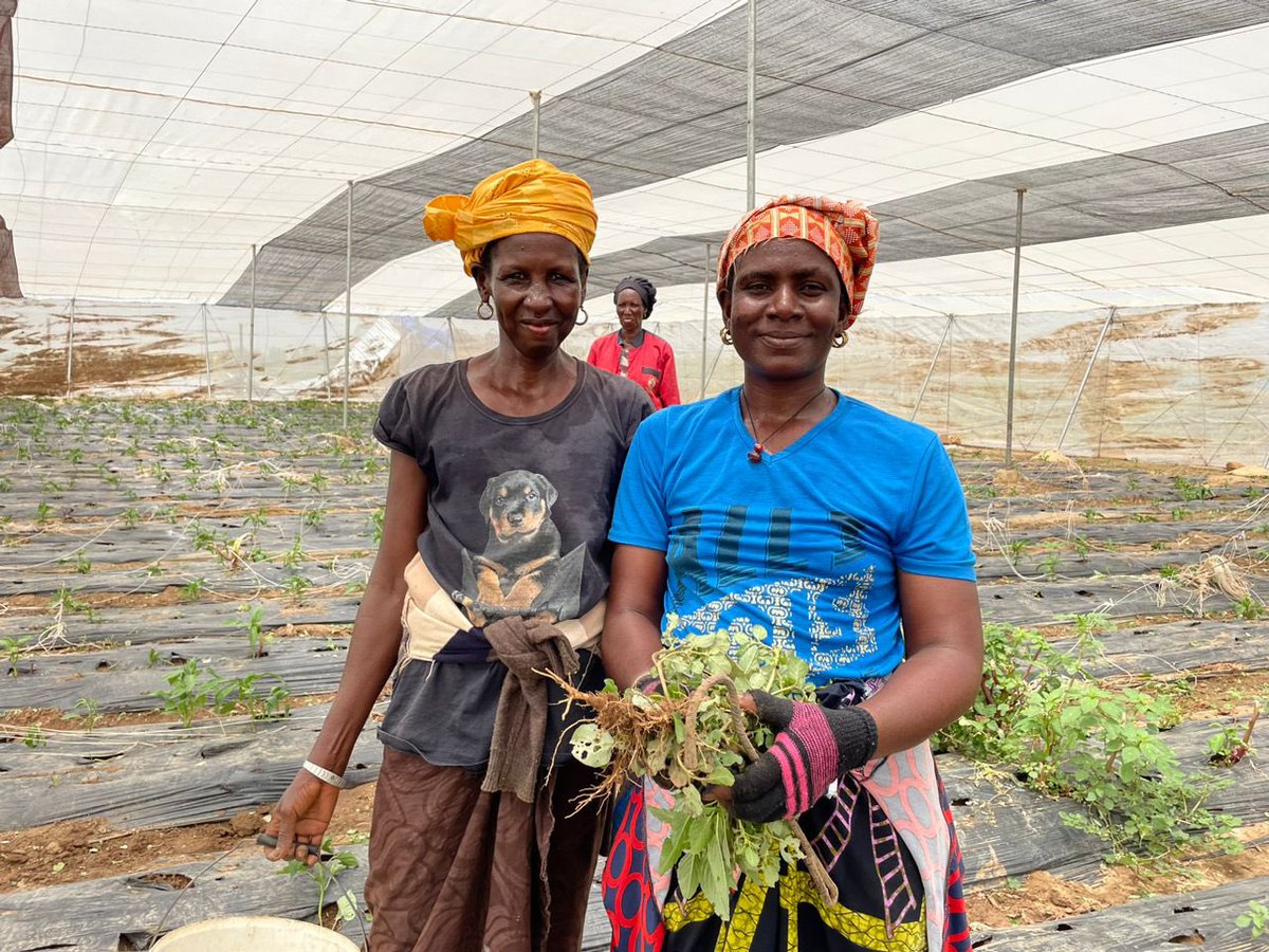 UNUINRA's tweet image. 👩🏽🌾🧑🏾🌾in🇬🇭contribute nearly 70% of subsistence crop production.
However, they face challenges including limited access to land,financial services & agritech among others.
#INFoCAT fosters the innovation of clean agritech to reduce drudgery & inefficiency in farming communities.