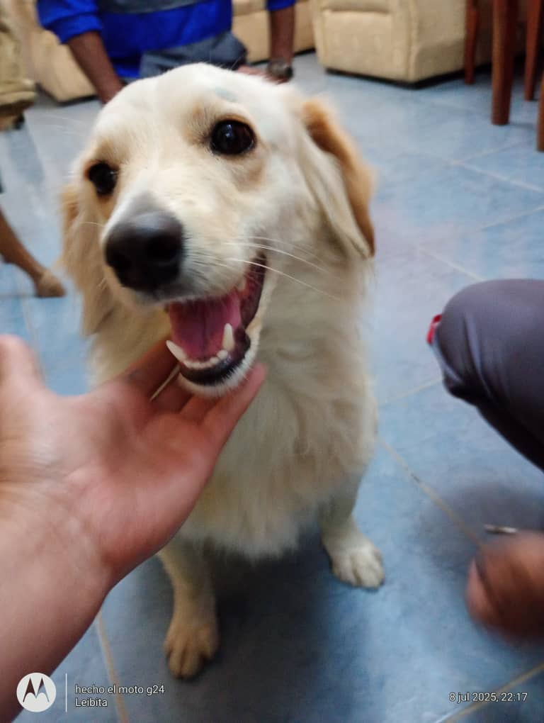 Busca a su familia humana, Mérida Venezuela RP <a href="/Mary_Jar/">🟣Mary X 🐕🐈</a>: Atención! #Merida (Se presume extraviada)
Peludita que deambulaba por el sector Belén, hoy en la tarde ... busca a su familia humana. Está bajo resguardo. Contacto: 04247031523