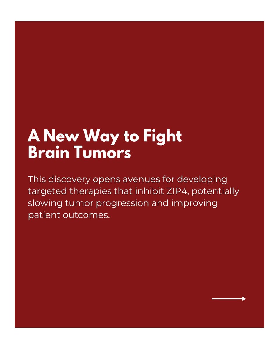 OU_Neurosurgery's tweet image. We uncovered a key protein, ZIP4, that fuels the rapid growth of glioblastoma — one of the deadliest brain tumors.
Want to dive deeper? Read the full article from the University of Oklahoma and stay updated on life-changing medical research.
tinyurl.com/mt8hmmpj