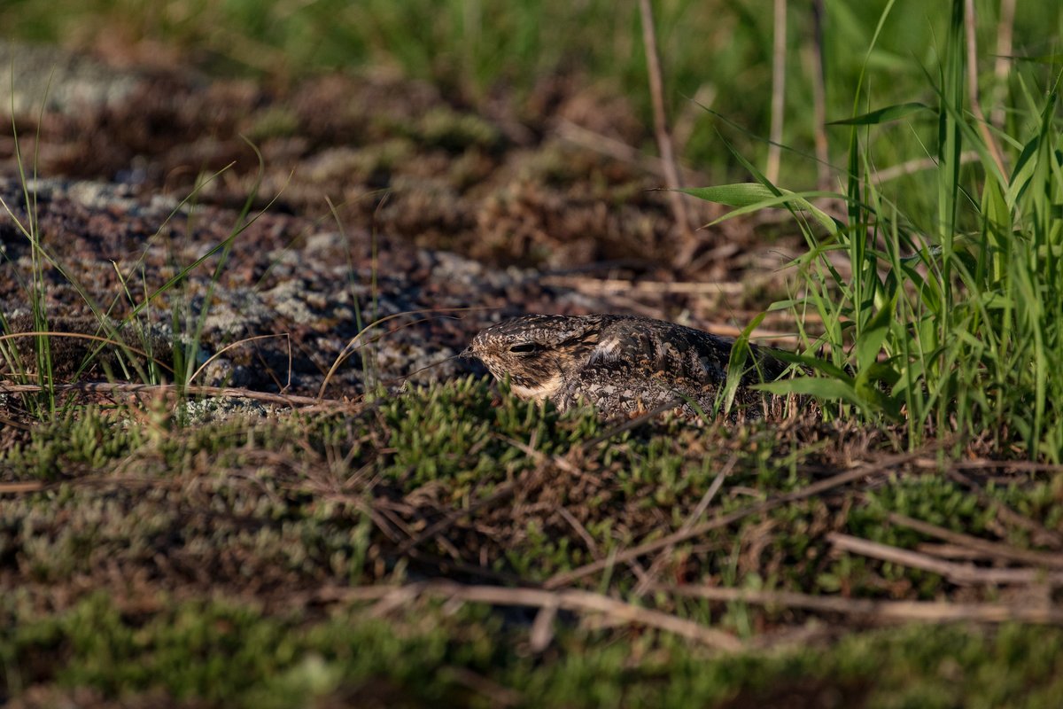 U.S. Fish and Wildlife Service (@usfws) on Twitter photo Talk about amazing camouflage! Look closely and you'll spot a nesting common nighthawk. These ground nesting birds incubate 2 eggs for 16 to 20 days. After another 17 to 18 days young are ready to leave the nest.
📷 Mike Budd/USFWS Talk about amazing camouflage! Look closely and you'll spot a nesting common nighthawk. These ground nesting birds incubate 2 eggs for 16 to 20 days. After another 17 to 18 days young are ready to leave the nest.
📷 Mike Budd/USFWS