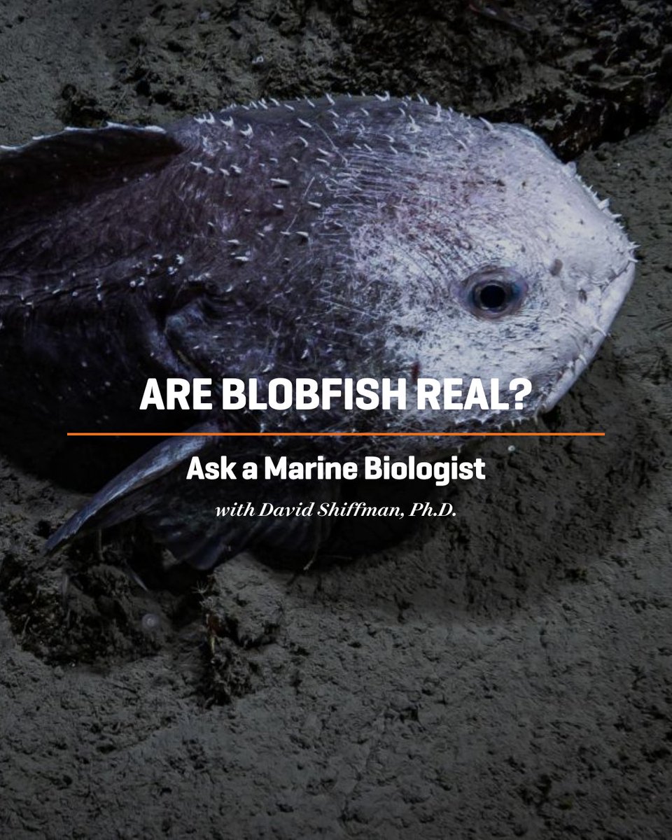 Scuba Diving Magazine (@scubadivingmag) on Twitter photo Yes, blobfish are real. No, they donโt actually look like that... at least, not underwater.
In this edition of "Ask a Marine Biologist", Dr. David Shiffman clears up the myth behind one of the internetโs favorite deep-sea punchlines.
padi.co/yy4w6u1v
๐ <a href="/WhySharksMatter/">Dr. David Shiffman ๐ฆ</a> Yes, blobfish are real. No, they donโt actually look like that... at least, not underwater.
In this edition of "Ask a Marine Biologist", Dr. David Shiffman clears up the myth behind one of the internetโs favorite deep-sea punchlines.
padi.co/yy4w6u1v
๐ <a href="/WhySharksMatter/">Dr. David Shiffman ๐ฆ</a>