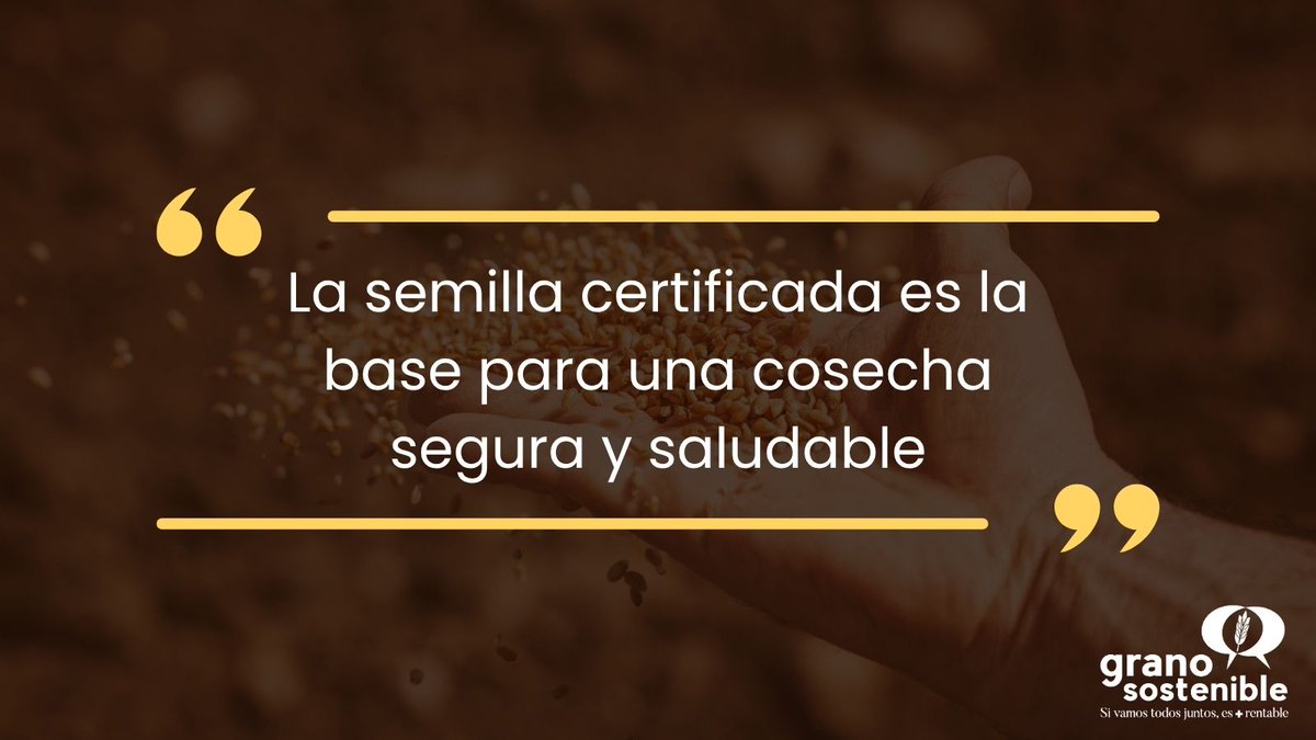 GranoSostenible's tweet image. 💊 ¿Comprarías un medicamento sin registro?
🏠 ¿Construirías una casa con cemento viejo?
🌱 Entonces, ¿por qué sembrar con una semilla que no sea certificada?
#GranoSostenible #SemillaCertificada