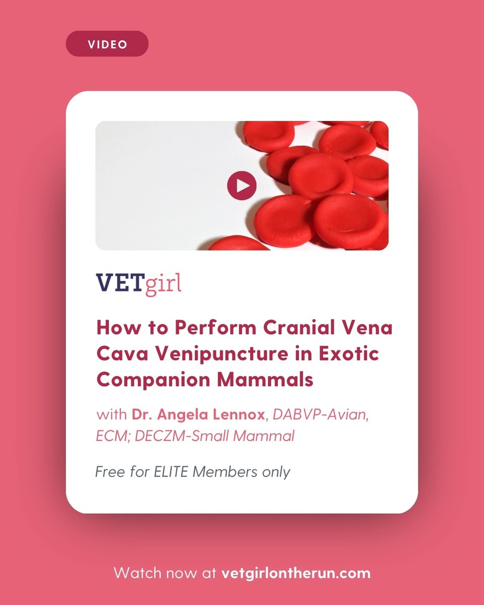 🎥 How to Perform Cranial Vena Cava Venipuncture in Exotic Mammals 

🔗 vetgirlontherun.com/videos/how-to-…

#VETgirl #ExoticVetMed #VetTechTips #CranialVenaCava #SmallMammals #VeterinarySkills #VetMed #VeterinaryEducation #VeterinaryCE