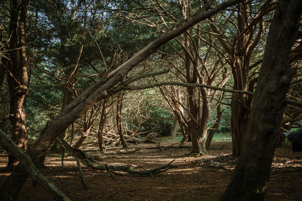 Forests Without Frontiers tweet media