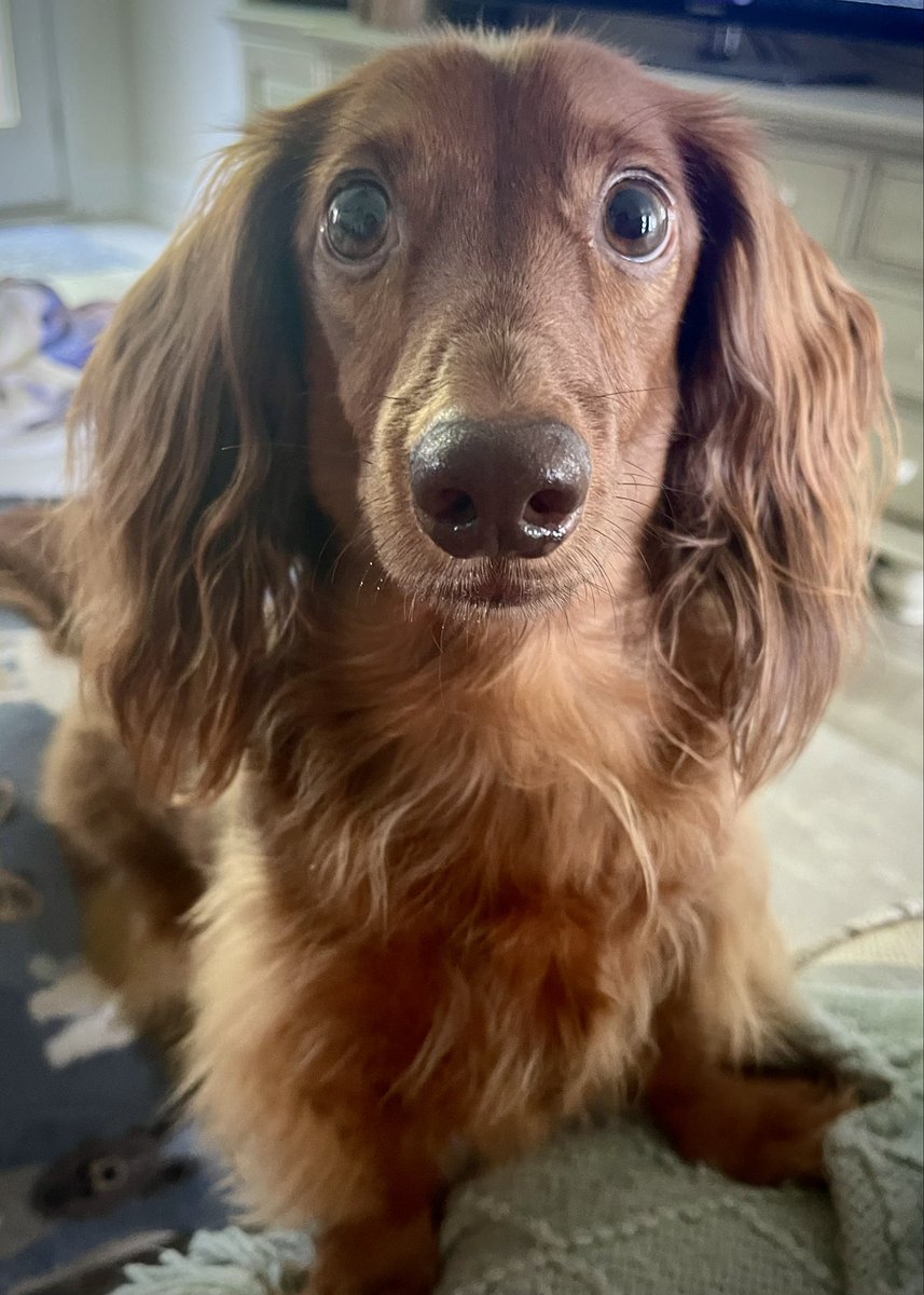 Happy Hump day !😄 Have a good day friends ❤️  Love Sherman ❤️