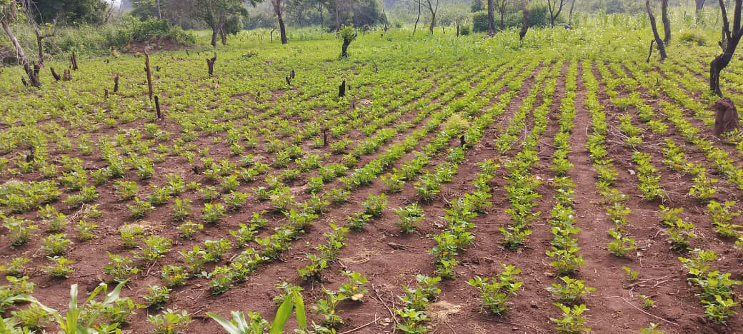 ONGACRED's tweet photo. Suivi et encadrement des groupements agricoles bénéficiaires du projet d'urgence, réalisé à Obo le 27 juin 2025, en partenariat avec @FH_RCA. Cette activité vise à renforcer les capacités techniques  des groupements bénéficiaires. https://t.co/kOX1tbHTC1