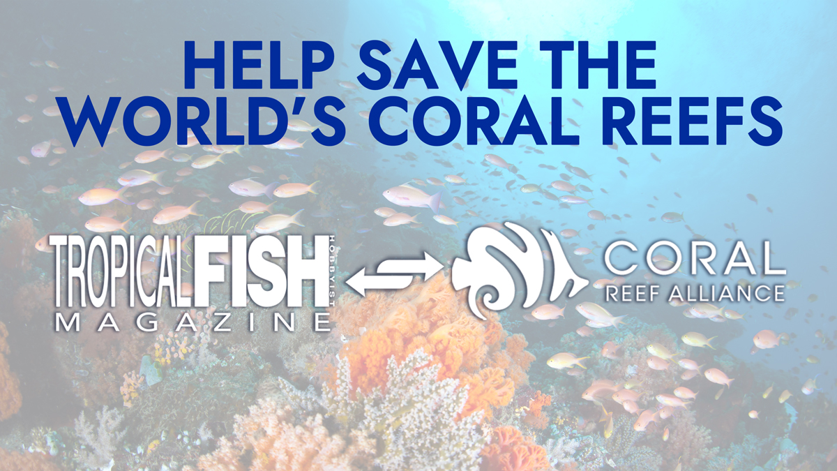 Reefs are home to 25% of all marine life, &amp; they could be lost by 2050 if trends continue. <a href="/coral_org/">Coral Reef Alliance</a> works to keep reefs healthy—and YOU can help! Through 8/31, $5 from every TFH subscription purchase will be donated to the Coral Reef Alliance. Subscribe: bit.ly/46uBgsA