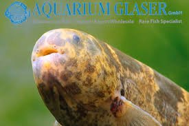 James Albert 🐟 🇺🇦 tweet media