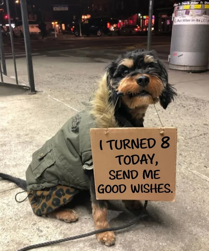 Best in Dogs (@bestindogs) on Twitter photo 