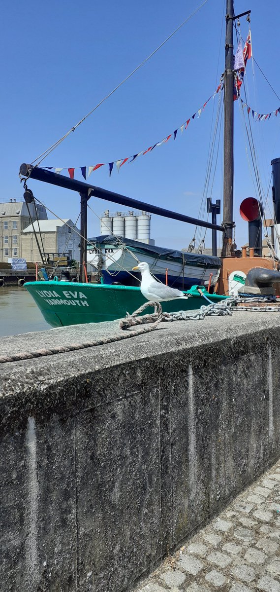 A gull keeping a sharp look out beside the Lydia Eva, steam drifter from the days of the herring catch fleet and open to the public for viewing, at #Yarmouth dock.
