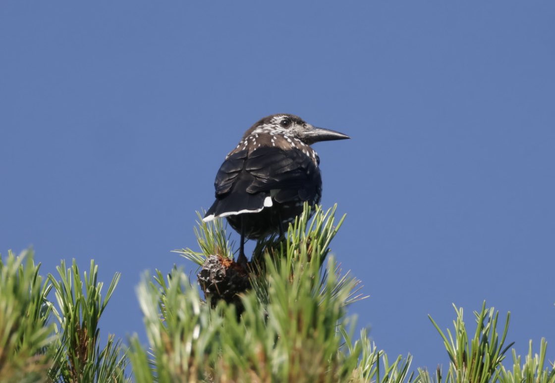 RobertaBirder's tweet photo. This trip isn’t a birding trip, it’s about riding the rails through #Norway but there was one bird I hoped to see. Trondheim delivered! Spotted Nutcracker - much wanted lifer! Video is a handheld camera vid, sorry about the shake! #BirdsSeenIn2025 #Birding #InterRailing https://t.co/XyiKhH7Bmf