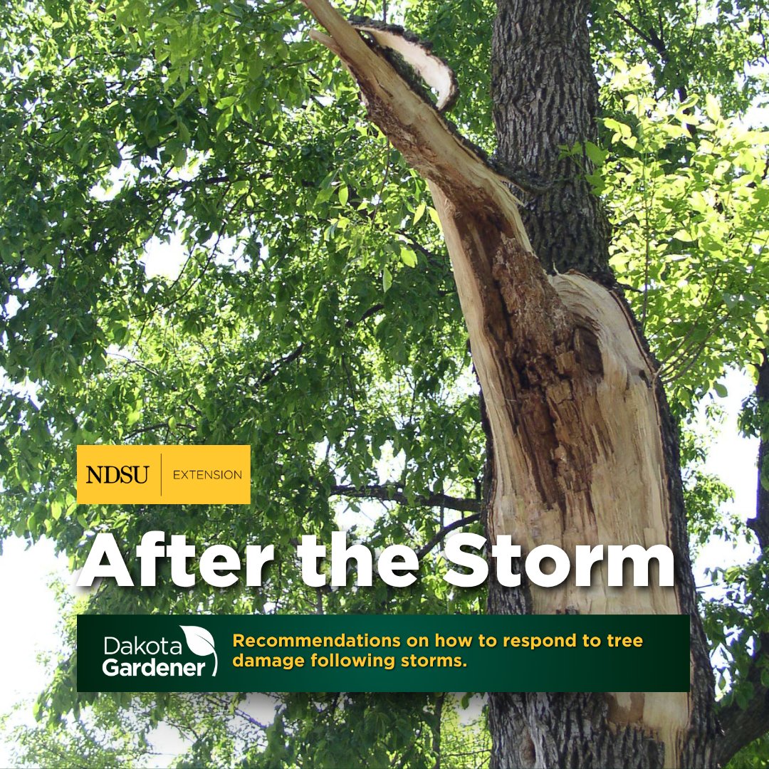 NDSUExtension's tweet image. Though trees are tough, resilient and long-lived, some storms are so strong that trees can’t bend enough. Too much snow or ice, or extremely strong winds, sometimes harm our trees in the Great Plains. The damage might be minimal or it could be a major problem. How should we…