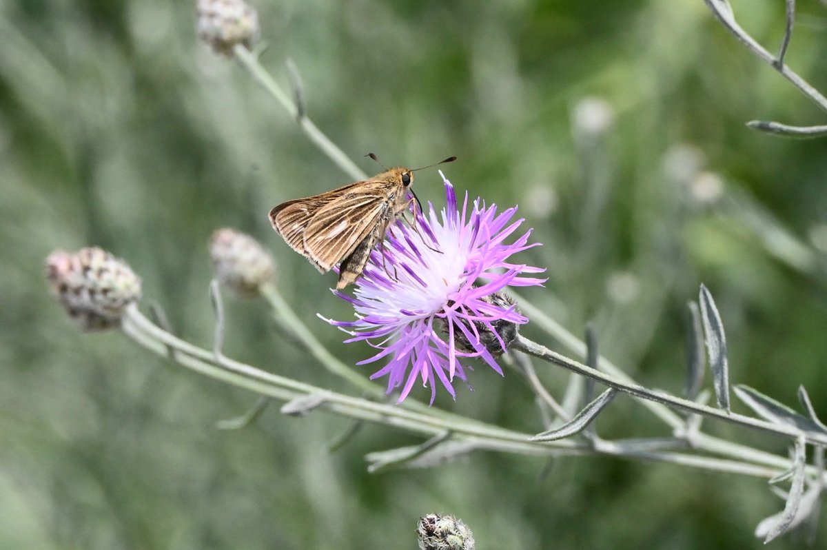 nj_pinelands's tweet photo. Here’s a newly captured view of a salt marsh skipper #butterfly sipping nectar from a spotted knapweed flower along Wildlife Drive at the Edwin B. Forsythe National Wildlife Refuge in the Pinelands National Reserve. More 🦋 photos are on the way!

📷: Paul Leakan, NJPC https://t.co/wSFtTx6lBF