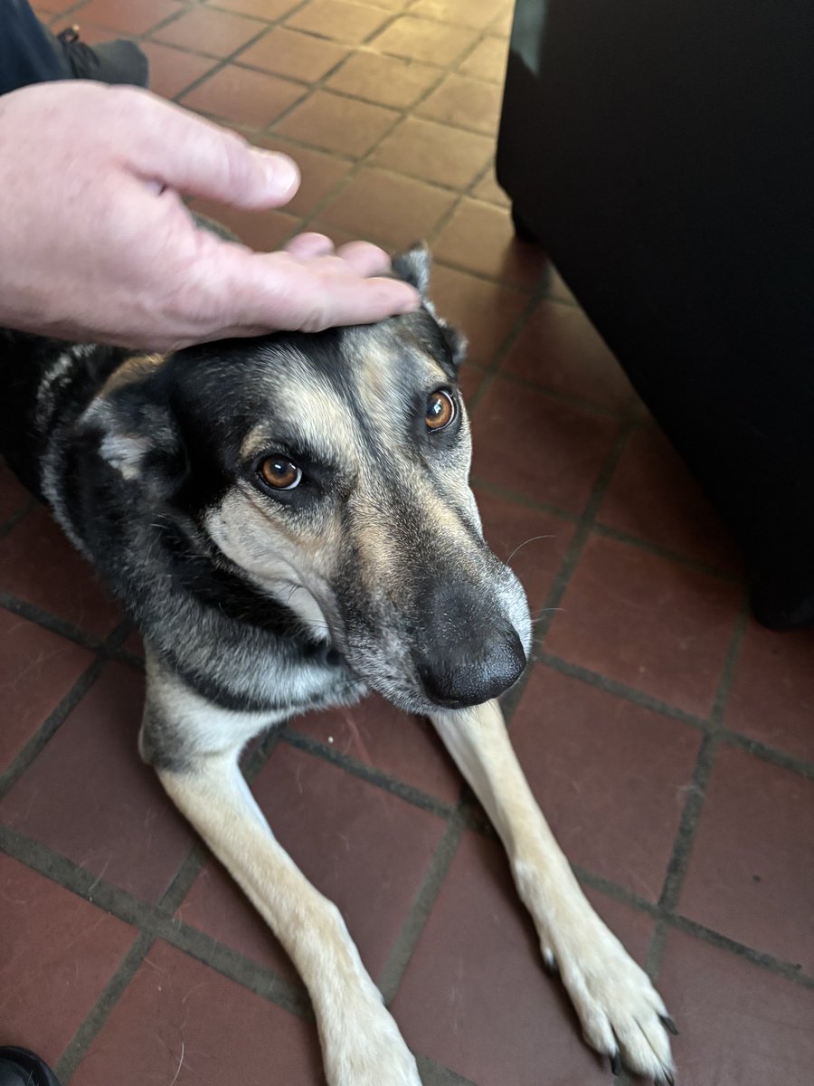 RayClothier56's tweet image. Found dog. Young male German Shepherd. No identification. He’s at E.56 @ Rhawn &amp;amp; Verree until ACCT comes to pick him up.