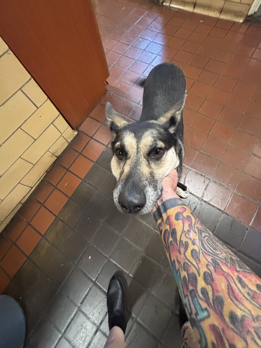 RayClothier56's tweet image. Found dog. Young male German Shepherd. No identification. He’s at E.56 @ Rhawn &amp;amp; Verree until ACCT comes to pick him up.