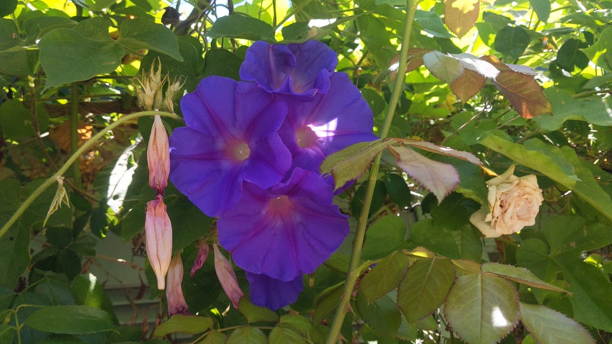 pollodustino's tweet image. My dad's favorite flower was the morning glory.
I'm checking on my mom's cats while she's in respite care and found these intertwined in the roses near the pool.
We haven't planted morning glories in twenty years.