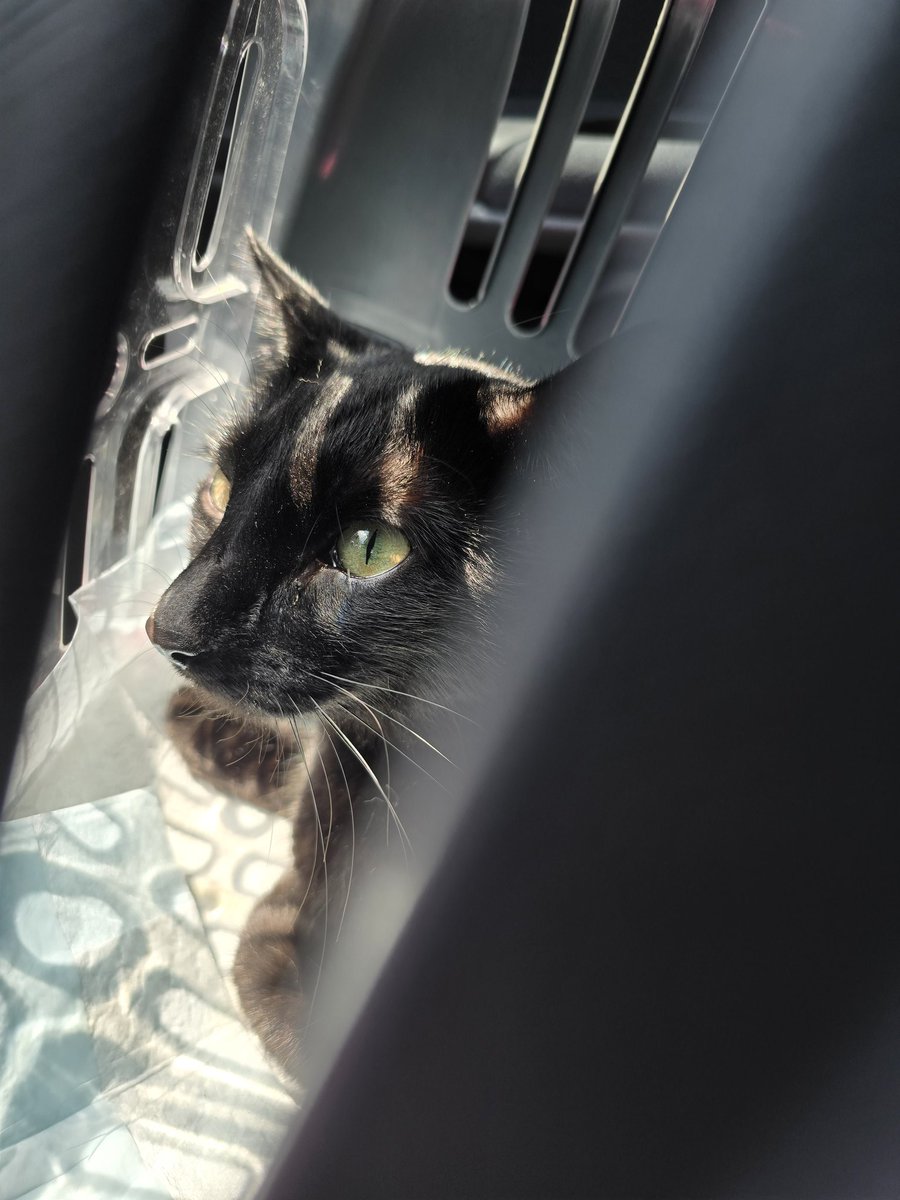 rats7's tweet image. winner of the second annual behaved really well at the vet award