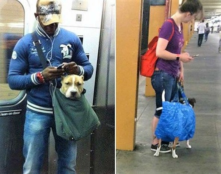 JakubZofcak's tweet photo. V newyorským metru platí VELMI vágní pravidlo, že pokud chcete převážet psa, musí se pejsek vejít do tašky/přepravky/nosiče, což vede k těmhle naprosto fantastickejm fotkám: https://t.co/JN0Z2am55W
