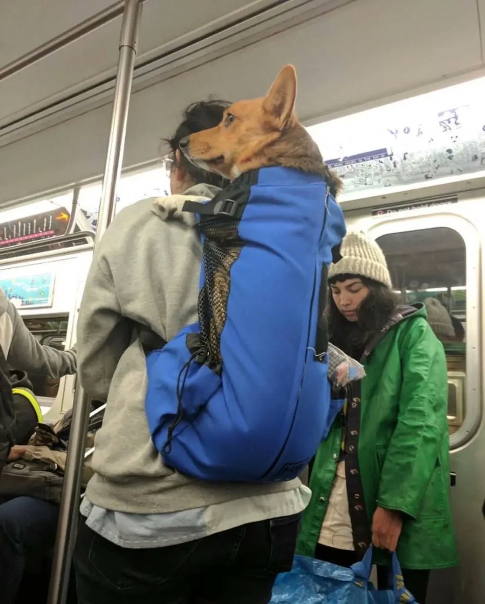 JakubZofcak's tweet photo. V newyorským metru platí VELMI vágní pravidlo, že pokud chcete převážet psa, musí se pejsek vejít do tašky/přepravky/nosiče, což vede k těmhle naprosto fantastickejm fotkám: https://t.co/JN0Z2am55W