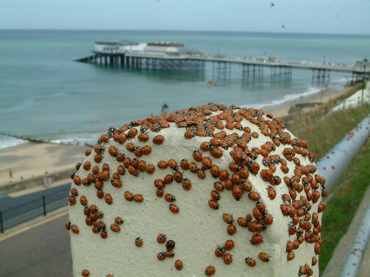 My greedy brain thought this was a lovely ice cream with sprinkles 🤪