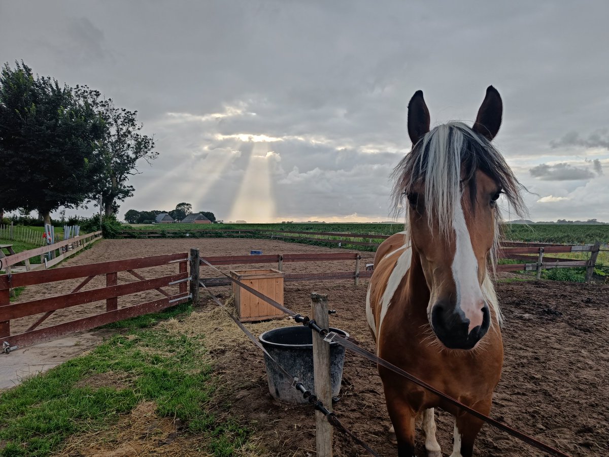 Manege De Groote Kampen, Oldehove.