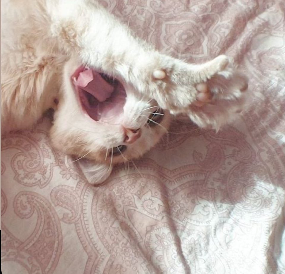 ฅ^•ﻌ•^ฅ tweet media