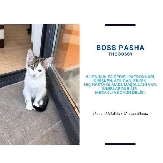 tursunungobusu's tweet photo. ANKARA YUVA
Sokaktan sahiplendikleri kedi hamile çıkmış ve bu dünyalar tatlısı bebişler doğmuş. 3 aylıklar ve iç dış parazitleri yapılmış. Kum eğitimleri varmış. Şimdi hepsi  yuvalarını bekliyorlar . Takip şartıyla onlara güzel bir yuva olmak isterseniz  
iletişim: 5456210531 https://t.co/49PpZSsPap