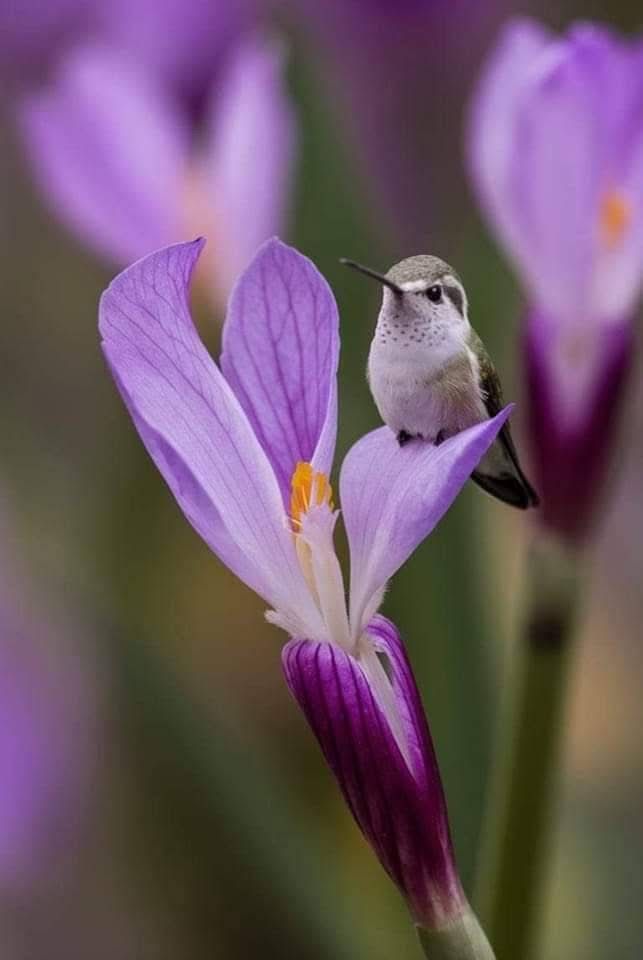 #Infpeace #LeoRespira                         #PremRawat #Respira #peaceispossible                      bit.ly/3Ea8Jgd