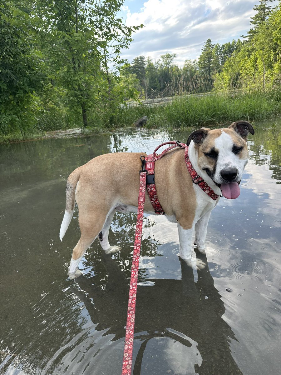 Opus 🇨🇦 (@thedogopus) on Twitter photo Cooling off with a splash! Hope everyone is having a great day!🙂 Cooling off with a splash! Hope everyone is having a great day!🙂