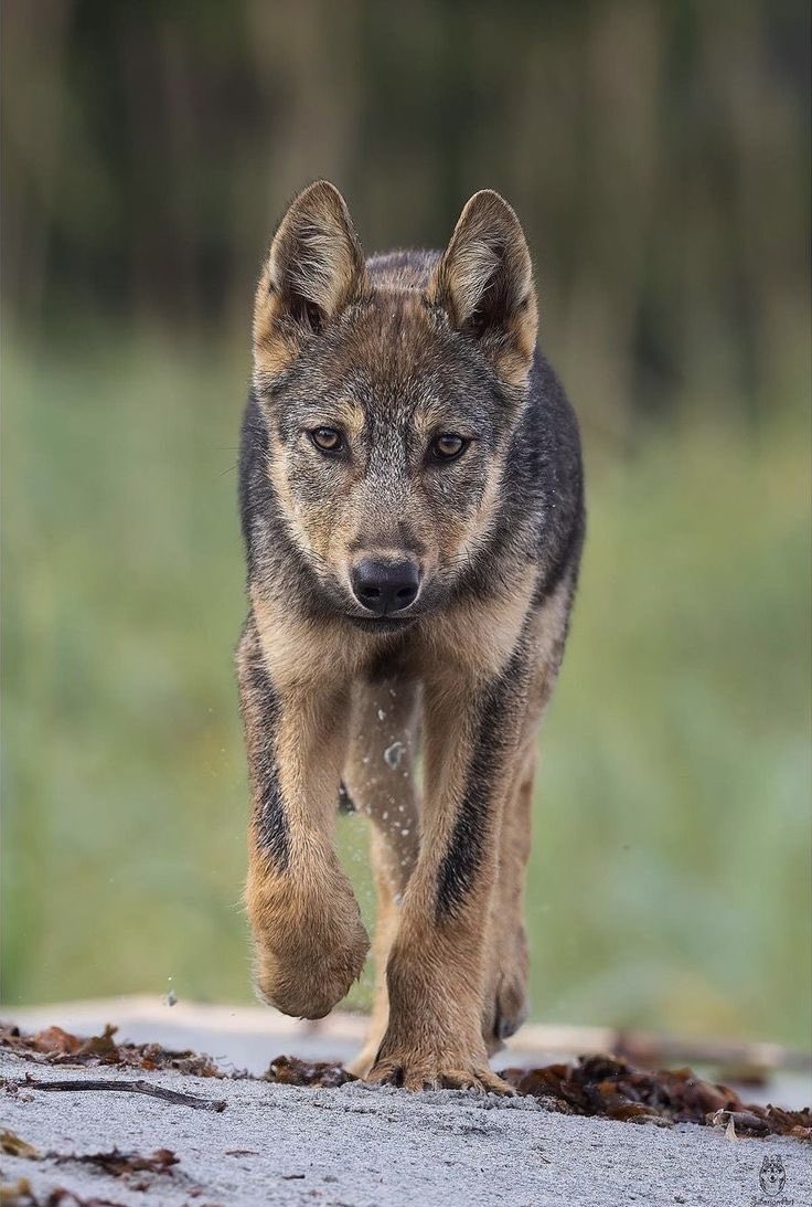 wolflope's tweet photo. 🐺🌗🐺 https://t.co/q8vf5AmFgK