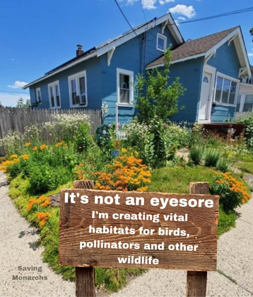 ZientekMary's tweet photo. When I go past a house like this I think to myself โI like these peopleโ without even knowing them. โค๏ธ
#savingmonarchs #gardening #naturalgarden #pollinators #nature #wildlife #habitat #fblifestyle #conservation #bees #birds #gardenforwildlife #nativeplants #earth https://t.co/jqNxBR7ej9