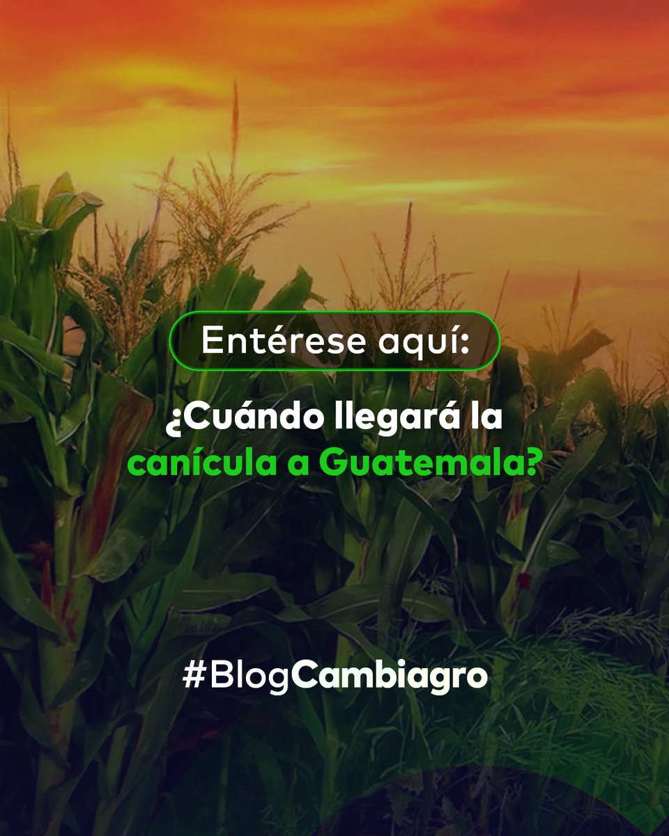 cambiagro's tweet photo. ¡𝐀𝐓𝐄𝐍𝐓𝐎, 𝐀𝐆𝐑𝐈𝐂𝐔𝐋𝐓𝐎𝐑! 🚨🌽

Anticiparse a este suceso natural le ayudará a tomar mejores decisiones y reducir riesgos.

𝐋𝐄𝐀: ¿Cuándo llegará la canícula a Guatemala? 🇬🇹 https://t.co/MwrfW0PmjF

¿Quieres saber cuándo llega a tu país?
Comenta con tu bandera 👇🏼👇🏼👇🏼 https://t.co/75vZZi2ij6