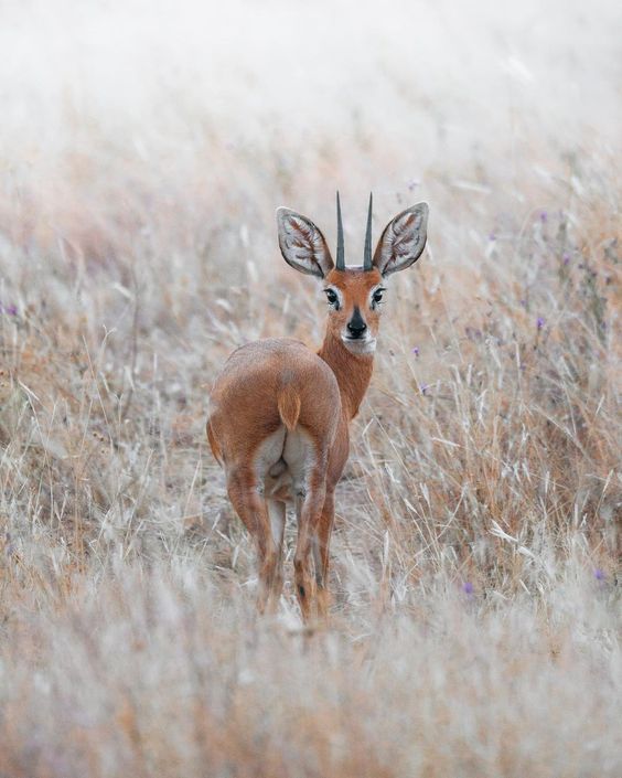 #Infpeace #LeoRespira                         #PremRawat #Respira #peaceispossible                      bit.ly/3Ea8Jgd