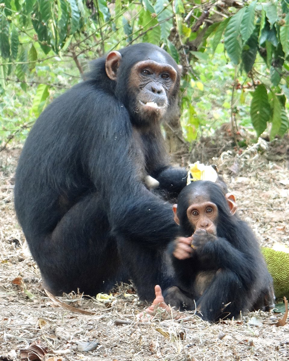 BornFreeFDN's tweet image. 🚨 Cute chimp alert! 🚨
This is Gena and her mum Georgia – 2 of the chimpanzees monitored by @BulindiChimps in Uganda.
She’s had an eventful start to life, with a leg injury that stopped her walking, but the good news is now she’s recovered and thriving!
📷 BCCP