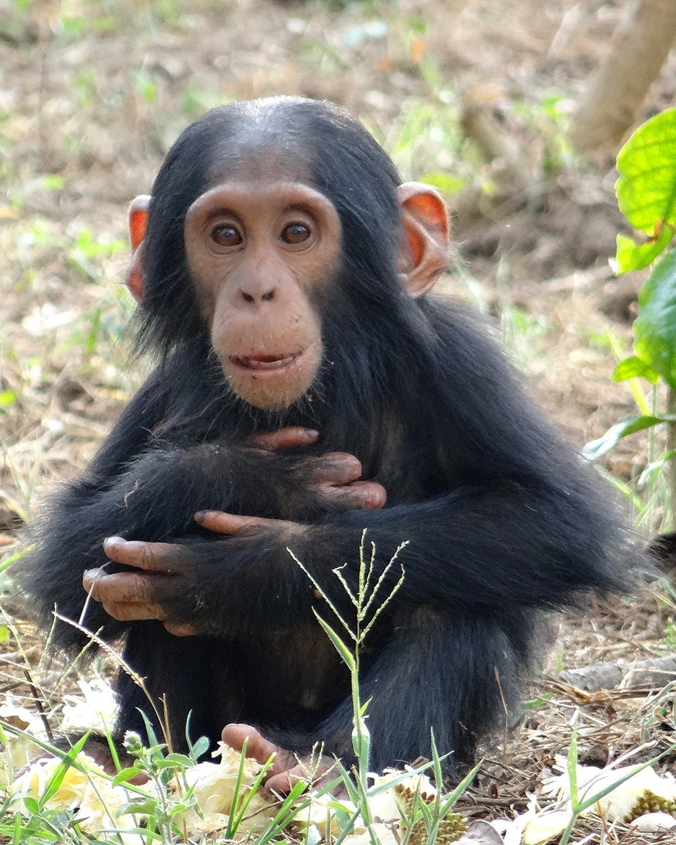BornFreeFDN's tweet image. 🚨 Cute chimp alert! 🚨
This is Gena and her mum Georgia – 2 of the chimpanzees monitored by @BulindiChimps in Uganda.
She’s had an eventful start to life, with a leg injury that stopped her walking, but the good news is now she’s recovered and thriving!
📷 BCCP