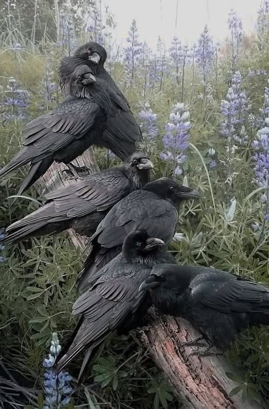 BSwirlsi's tweet image. Never wanted to be in a gang more... #MurderofCrows