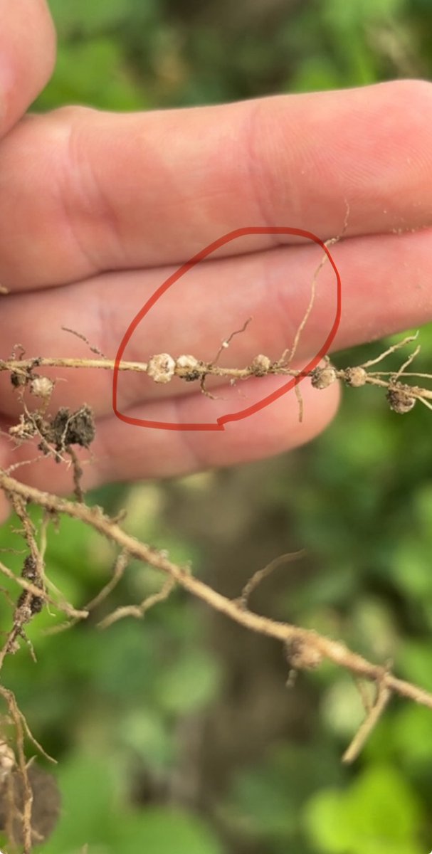 Didn’t have to look very hard to find soybean cyst nematode cysts in northern Ohio today