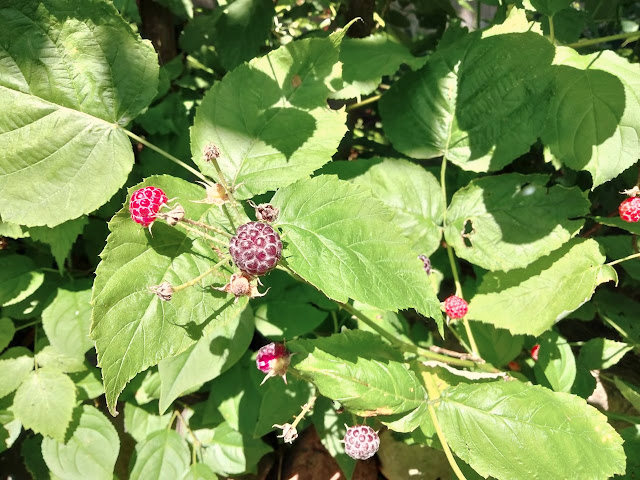 StupefyingStories tweet media