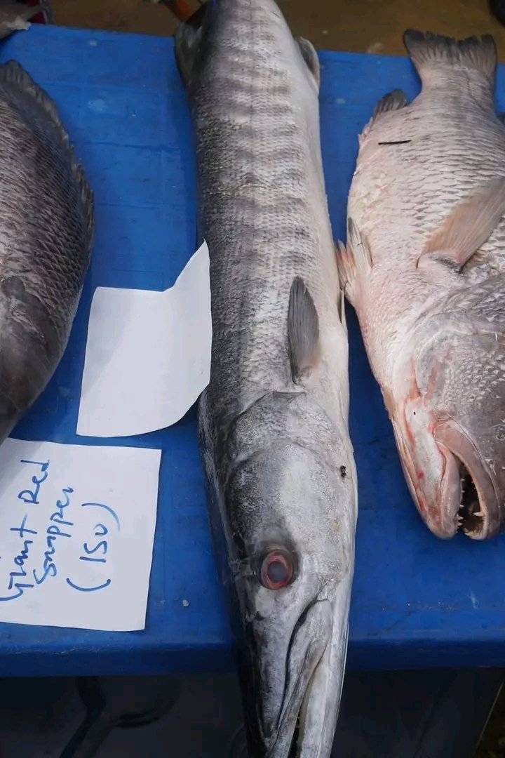 whiitetyger's tweet image. Chronicles of Unyeada Fish Festival 2025 Andoni - Eastern Ijaw people
Men mount .....