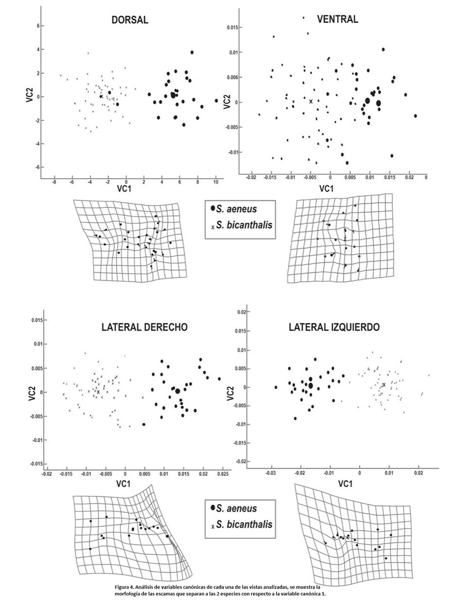 Se ha encontrado que 2 especies de lagartijas (Sceloporus aeneus y Sceloporus bicanthalis) pueden diferenciarse por la forma de sus escamas cefálicas, en particular parietales e interparietales y no por el número de escamas cantales. Lee más: revista.ib.unam.mx/index.php/bio/…