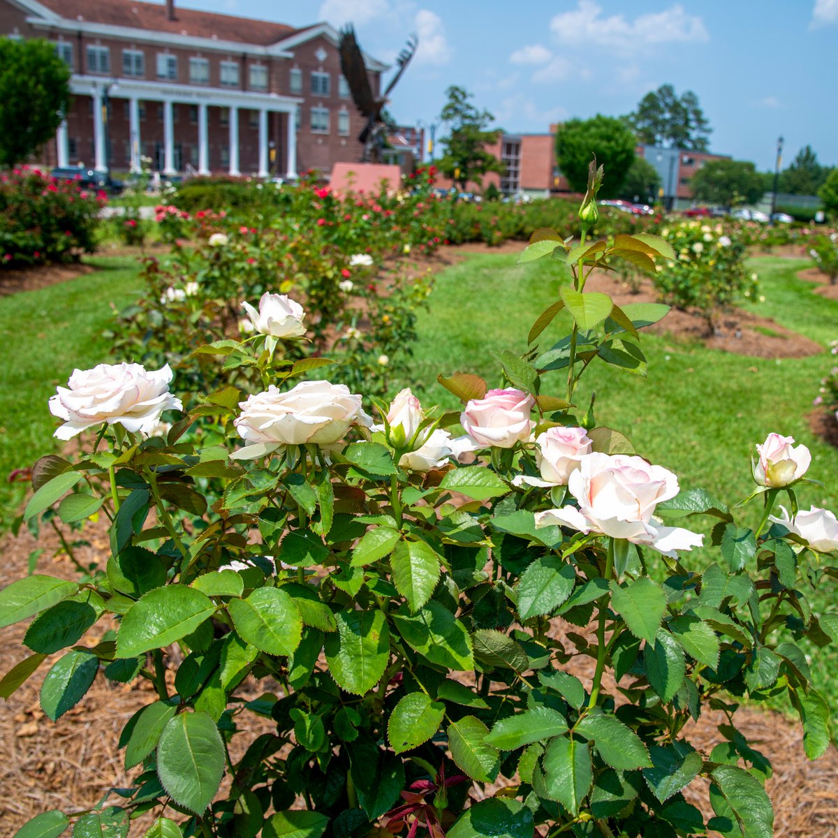 SouthernMiss's tweet image. No bad angles here