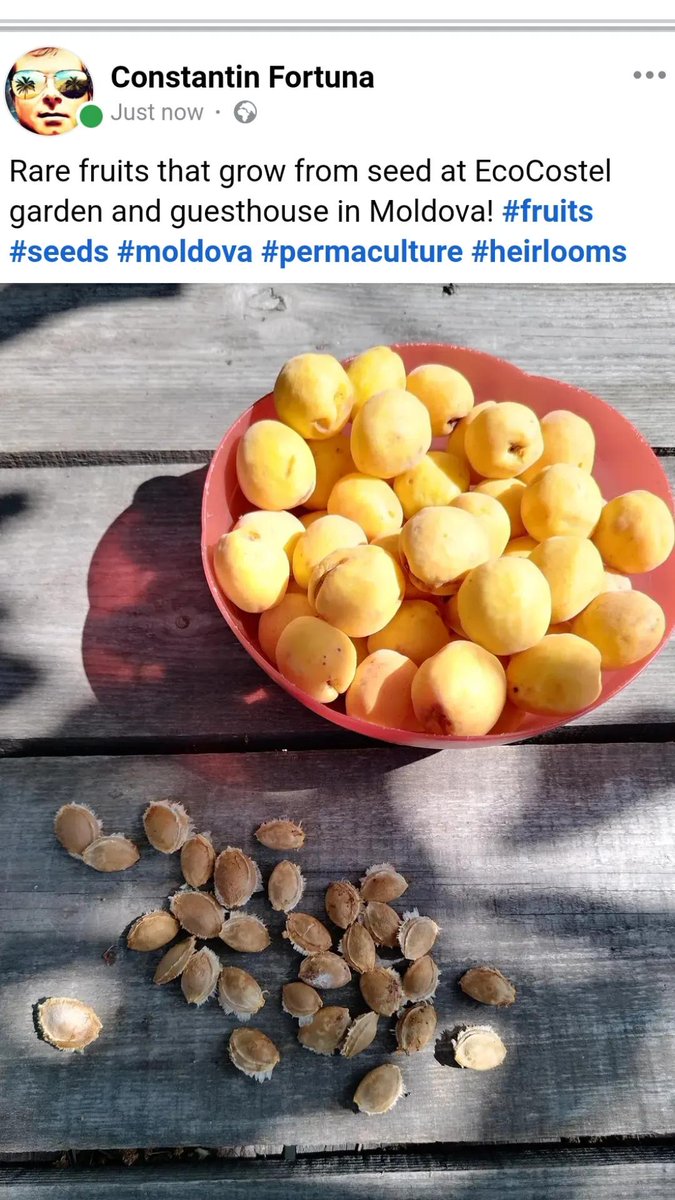 atcostel's tweet photo. #seeds #fruits #permaculture https://t.co/vNF0TLRfu0