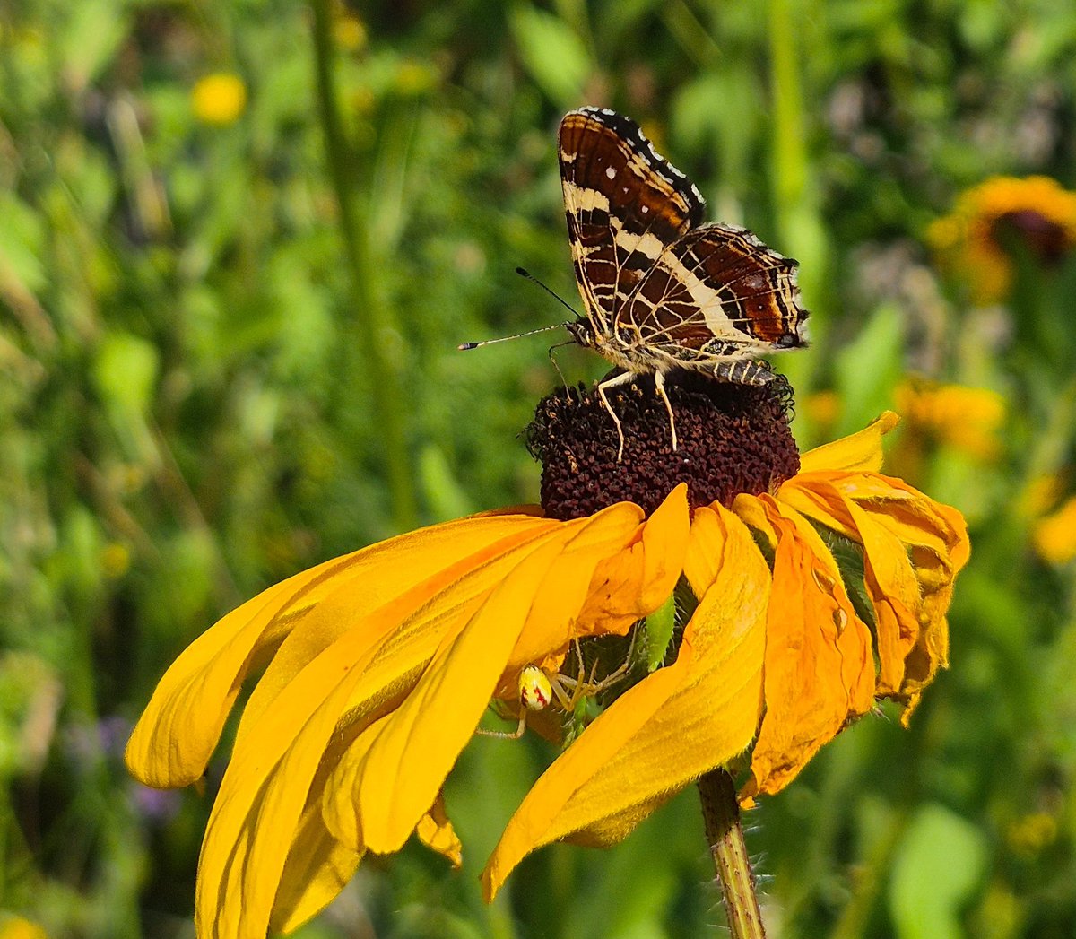 Afgelopen dagen 
Waren goed gevuld 😅
Druk met:
*Berg schriftelijk werk
*Gesprekken met collega's 
*Terugbelverzoeken 
*Nieuwe zaken beoordelen 
*Bedrijfsbezoek
Etc etc 
Nu even vrij..
#politiewerk 💙 #lovemyjob 

Buiten maakte ik dit zonnige plaatje

Fijne avond 👋🏼👮🏼‍♀️