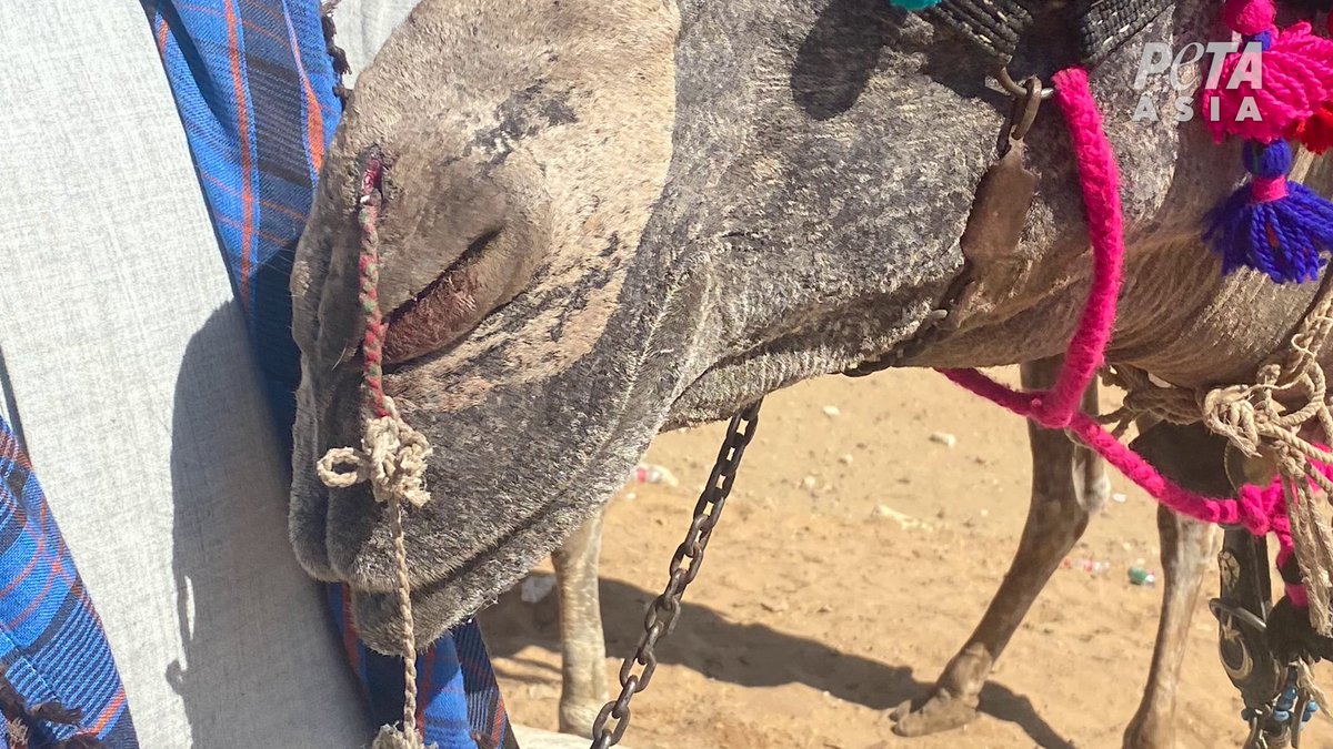PETAUK's tweet photo. Trainers place ropes on camels’ sensitive lower jaws and noses, so they can control the animal’s movements. Just imagine how much it hurts. Never ride camels. https://t.co/XYPzCwBEXo