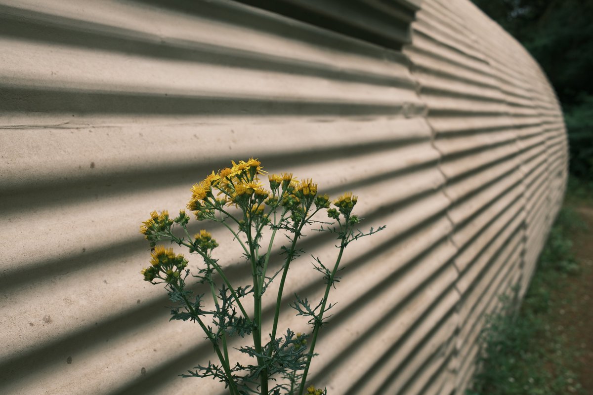 This morning's walk was around the arts quarter in Dalby Forest. 
Rachel Whiteread's 2019 Nissen Hut is being joined by Clearfell House, a new arts building that is now almost finished. A project by M-Arch #architecture students at Central Saint Martins using bio-based materials.