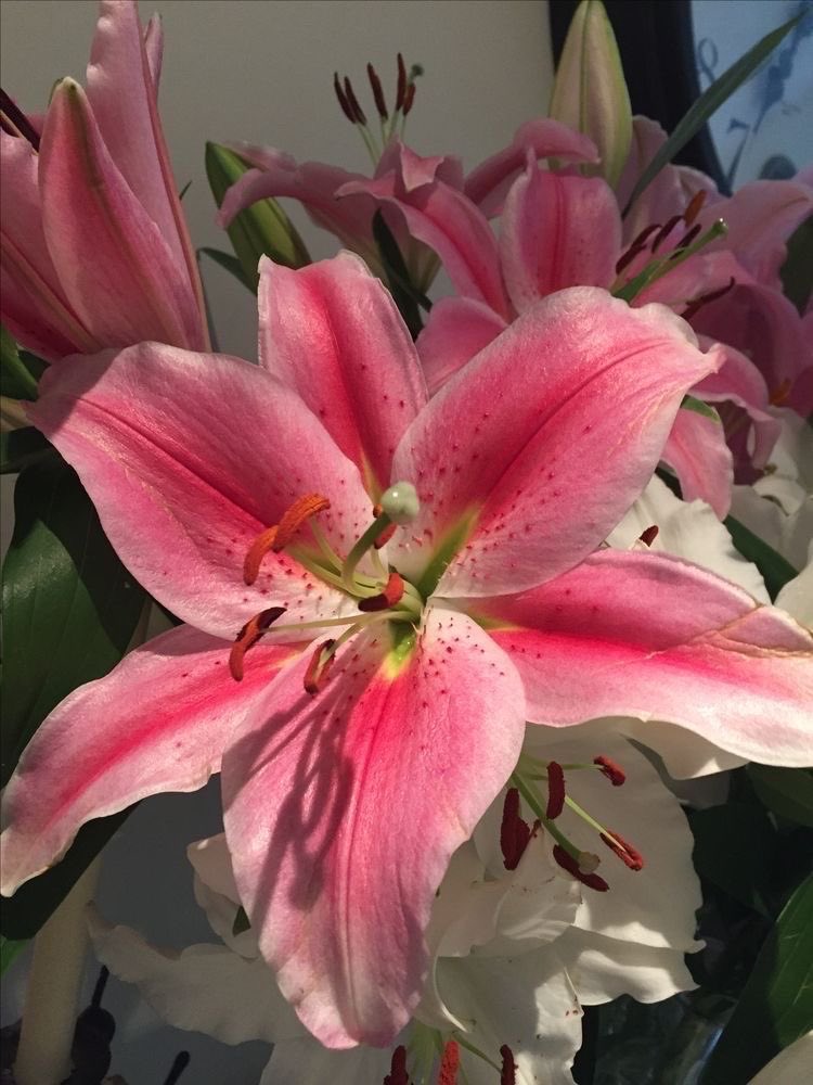 i3Moment's tweet photo. Lilies https://t.co/smYGuKPue3