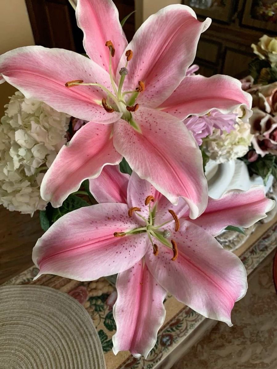 i3Moment's tweet photo. Lilies https://t.co/smYGuKPue3