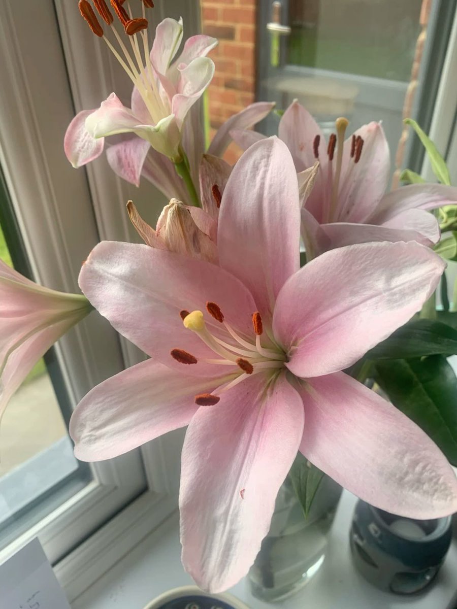 i3Moment's tweet photo. Lilies https://t.co/smYGuKPue3