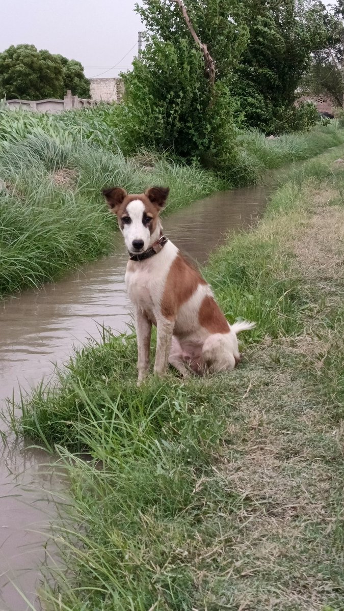 Mian Abdullah tweet media